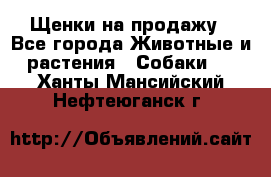 Щенки на продажу - Все города Животные и растения » Собаки   . Ханты-Мансийский,Нефтеюганск г.